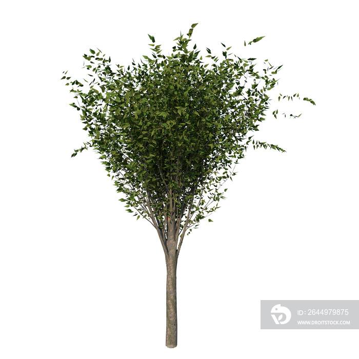 Front view of Plant ( Zelcova Serrata Green Vase - 1 ) Tree png