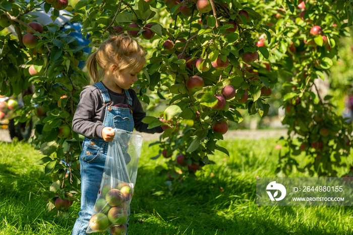 apple picking in an orchard on the island of Orleans with a young girl