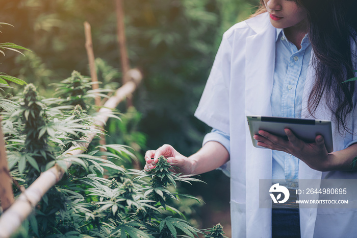 Portrait of a scientist. Analysis and results with tablets for medical patients. Marijuana, cannabis, flowers in a greenhouse.