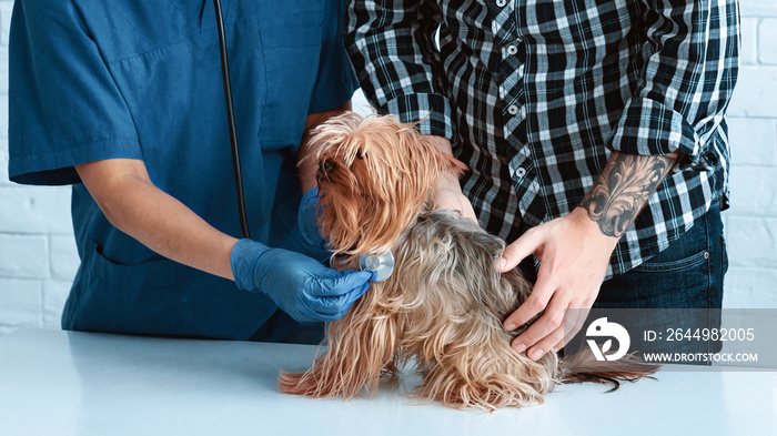 Unrecognizable vet doctor listening to cute dog’s breathing at animal hospital, close up