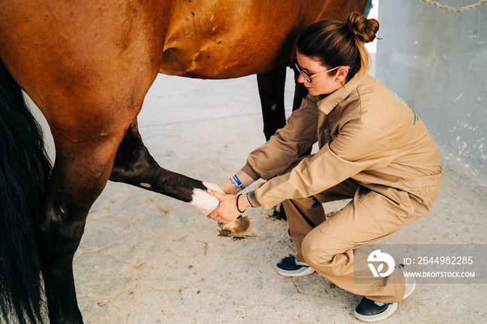 Veterinary woman examining and treating the tendons of the horse leg. Equine physiotherapy