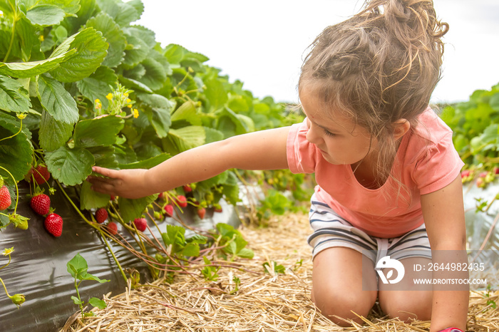 happy young child girl picking and eating strawberries on a plan