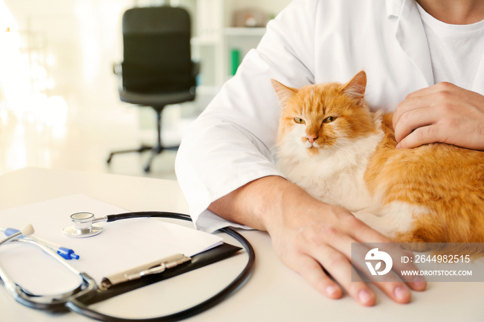 Male veterinarian with cute cat in clinic, closeup