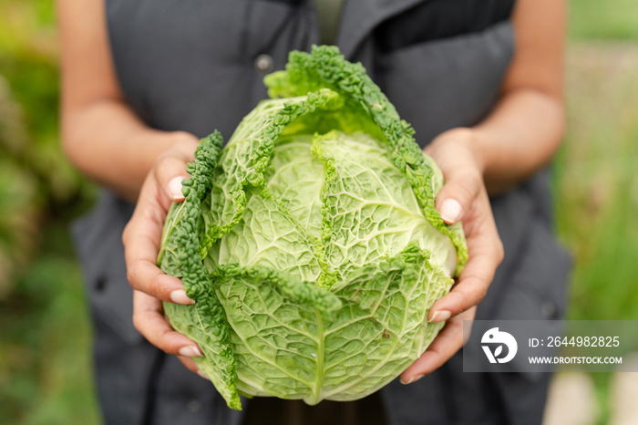 Close-up of woman holding homegrown cabbage in urban garden