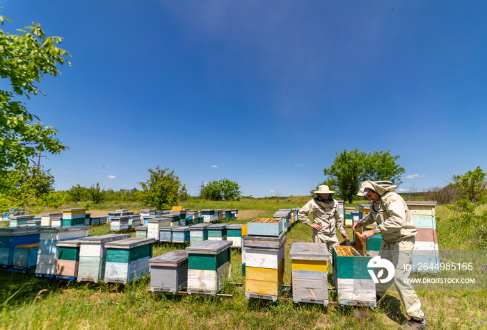 Man in protective beekeeping suit working in apiary. Summer honey farming field.