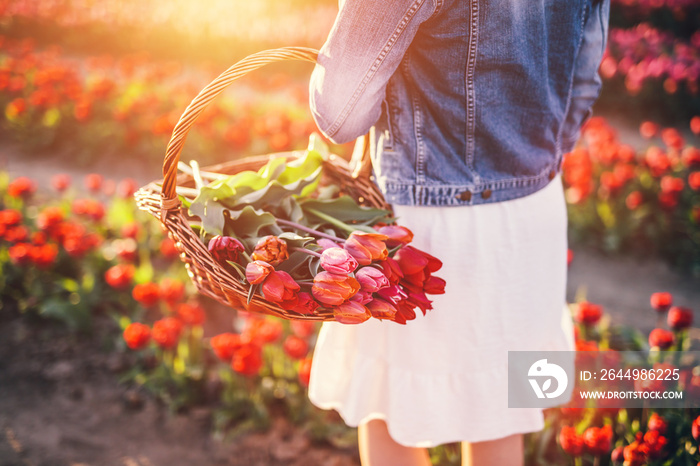 Woman with flowers in the basket on tulip field in spring