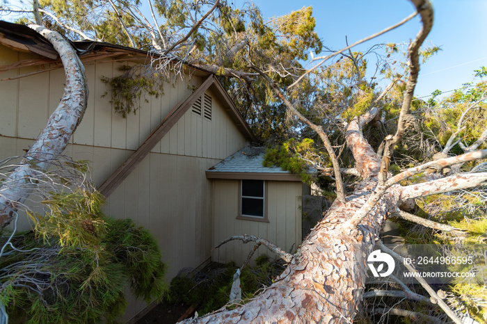 Tree Damage to Roof after Major Monsoon