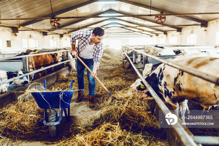 Full length of handsome Caucasian peasant holding hay fork and feeding calves with hay. Stable interior.