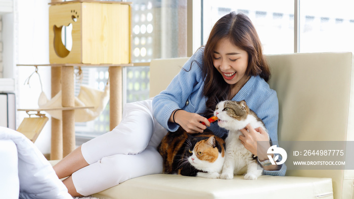 Millennial Asian young kindly cheerful female owner sitting on cozy sofa couch smiling holding hugging cuddling two short hair cute little domestic kitten furry purebreed pussycat pet friend at home