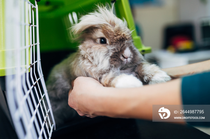 Lionhead rabbit at veterinary.