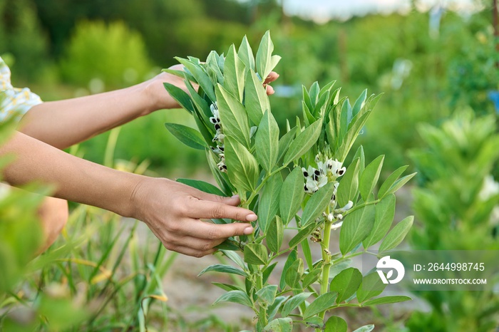 Flowering plant of legume family in vegetable garden