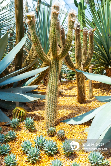 仙人掌种植在植物园