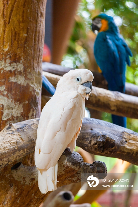 新加坡裕廊飞禽公园里的鹦鹉