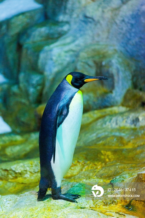 新加坡海底世界王企鹅