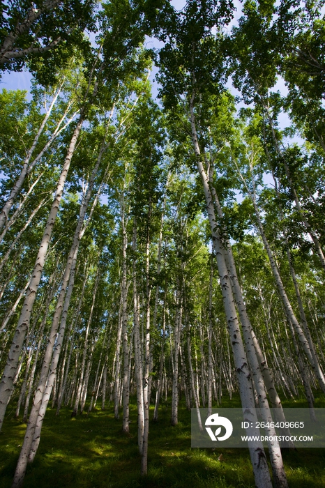 内蒙,呼伦贝尔,