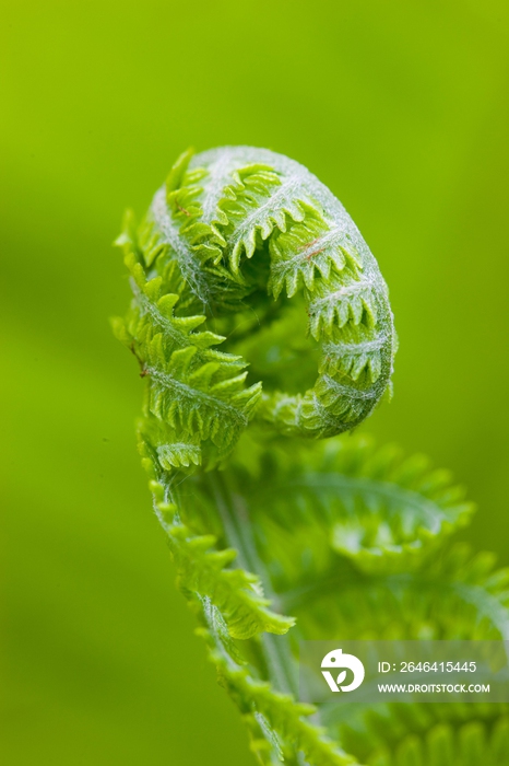 植物