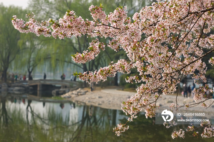 樱花