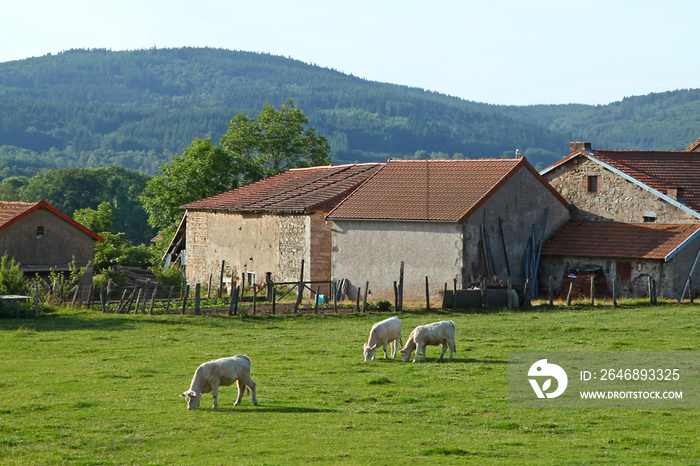 Vaches et veaux charolais au près