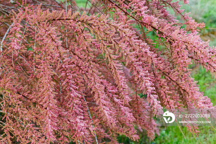 Tamarix ramosissima. Ramas con inflorescencias de tamarindo rosa. Taray catina.