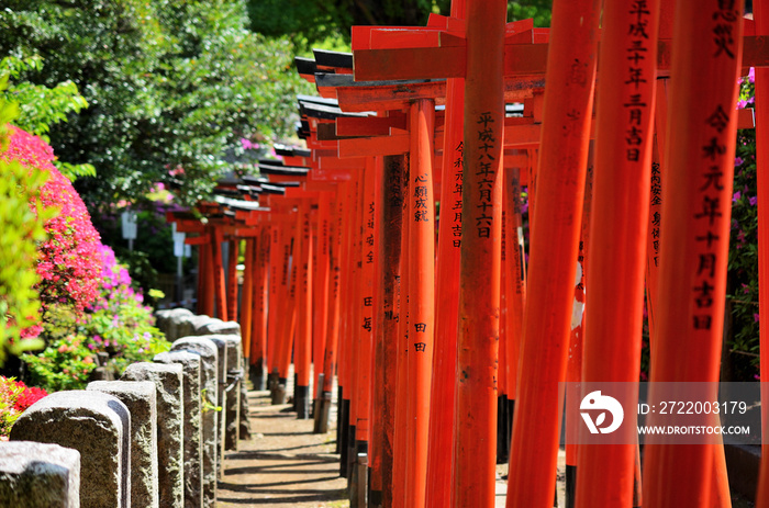 東京都文京区根津神社のつつじと乙女稲荷の千本鳥居