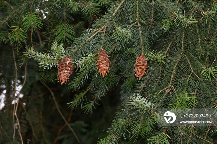 Zapfen der Douglasie, Pseudotsuga menziesii