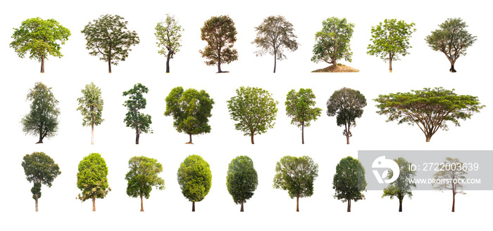 Collection of Isolated Trees on white background. A beautiful trees from Thailand.