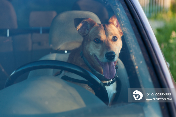 Attractive happy ginger mixed breed dog in car protected by seat belt. Pets summer vacations, travel