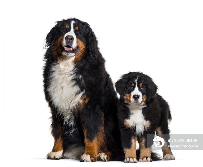 Bernese Mountain Dog, 8 years old and 3 months old, sitting in f