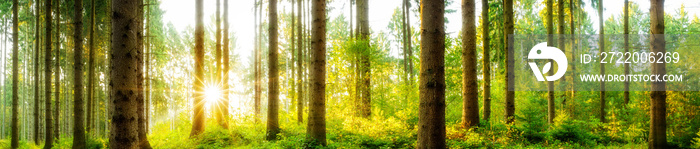 Wald Panorama mit durch die Bäume scheinender Sonne