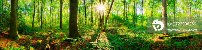 Wald Panorama mit Sonnenstrahlen im Frühling