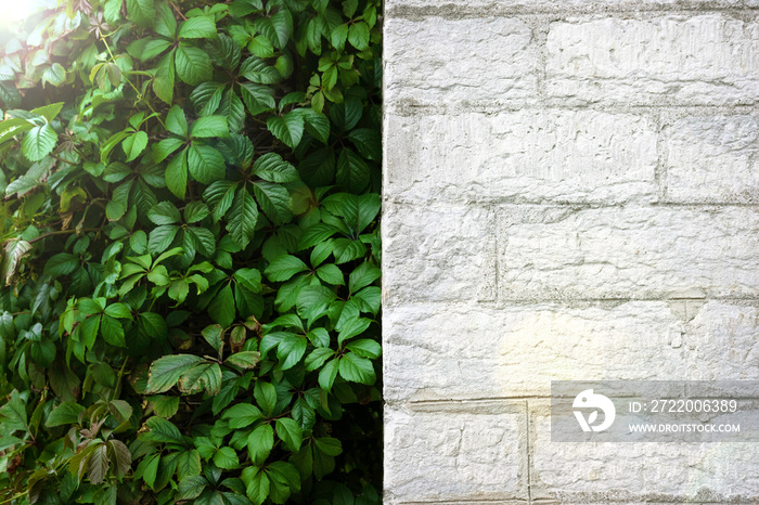 白色砖墙和绿色树叶，背景是阳光和阳光。夏季背景。关闭u