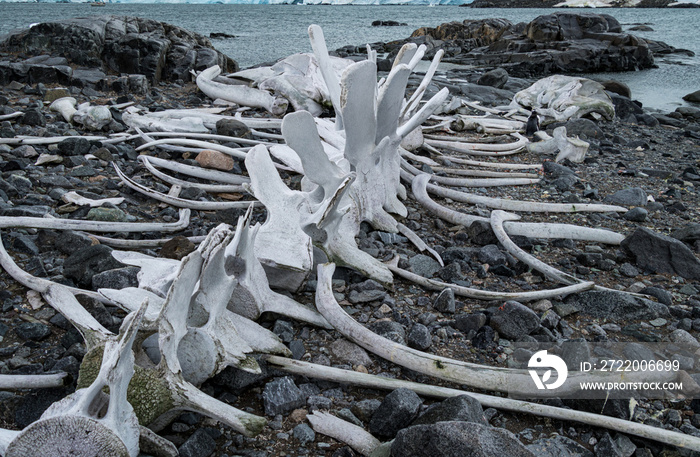 南极洲Jougla角的鲸鱼骨头
