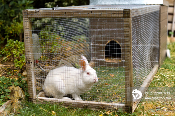 White pet rabbit