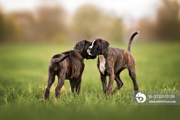 two boxer puppies meeting on a field in summer
