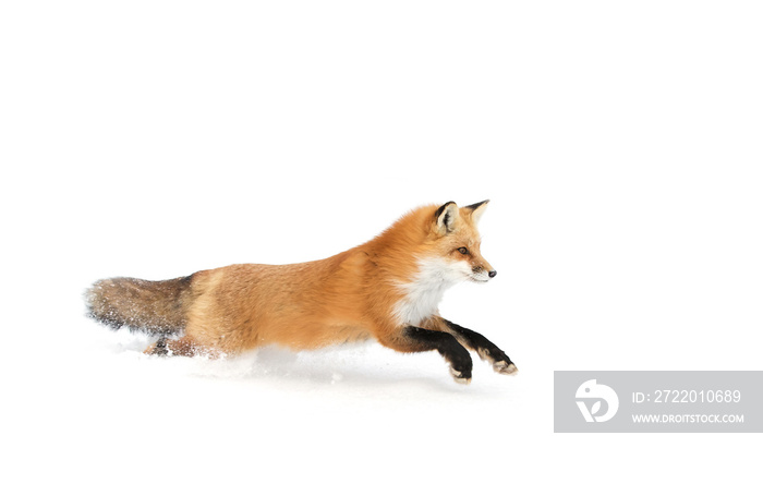 红色狐狸（Vulpes Vulpes），浓密的尾巴被隔离在白色背景上，穿过新鲜的狐狸