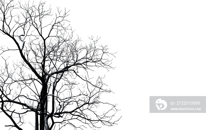 Silhouette dead tree and branch isolated on white background. Black branches of tree backdrop. Natur