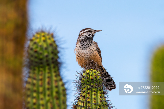 仙人掌Wren