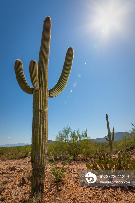 Saguaro Cactus with Sun Flare in the Southwest US