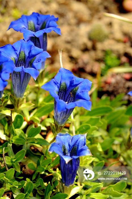 Enzian in voller Blüte