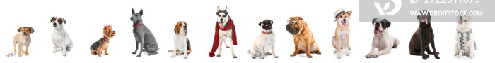 Set of different dogs on white background