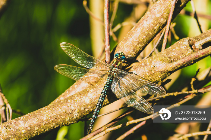 dragonfly on a leaf