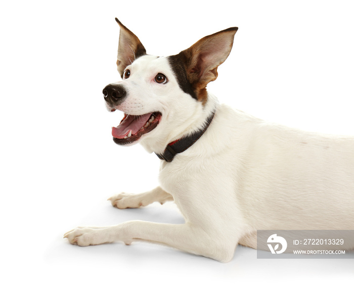 Funny Andalusian ratonero dog on white background