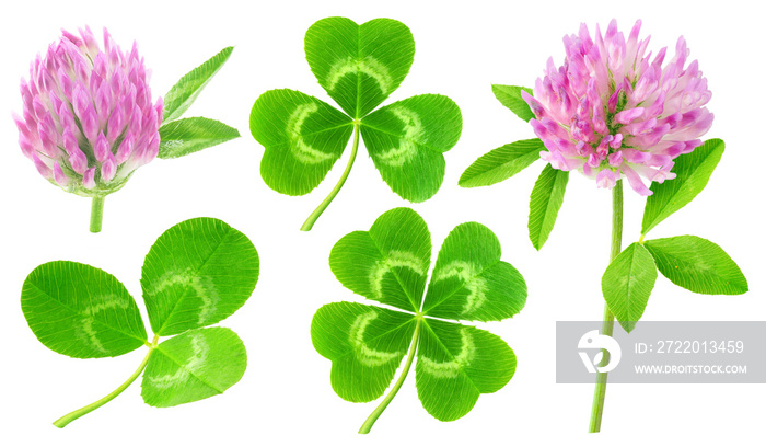 Isolated clovers. Collection of clover leaves and flowers isolated on white background with clipping