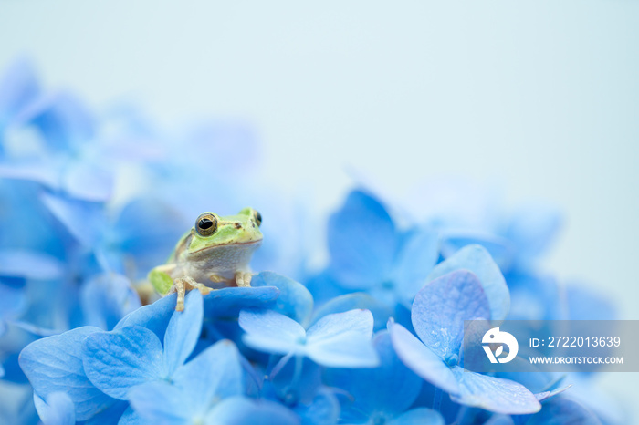 紫陽花とアマガエル