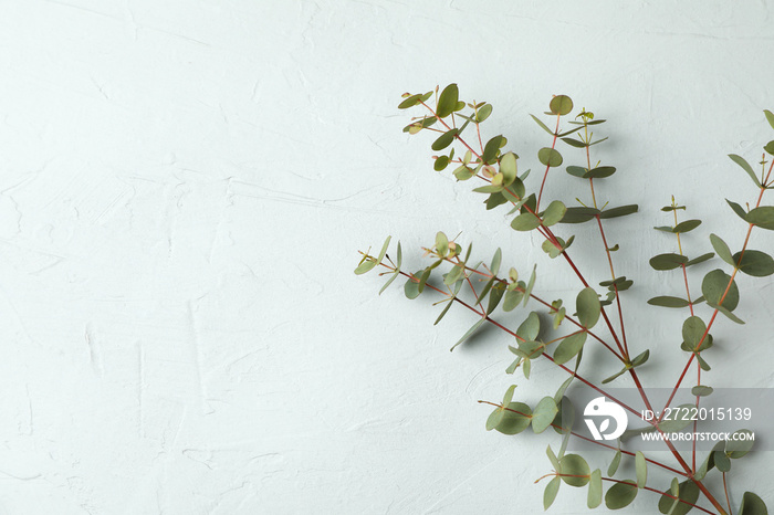 Green eucalyptus branch isolated on white background