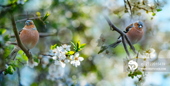 Chaffinch (Fringilla coelebs) birds close up in the spring garden