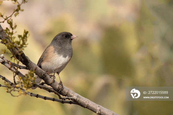 Dark-eyed junco (Junco hyemalis) perched in tree;  Bosque del Apache National Wildlife Refuge;  New 