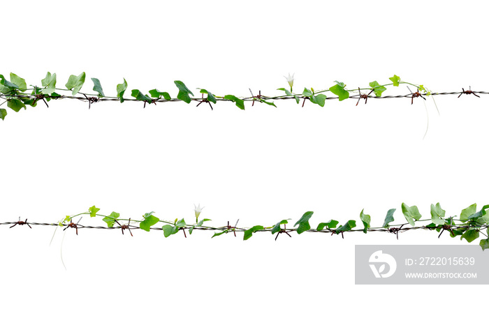 Vine on a pole on a white background