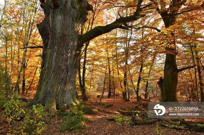 Reinhardswald im Herbst