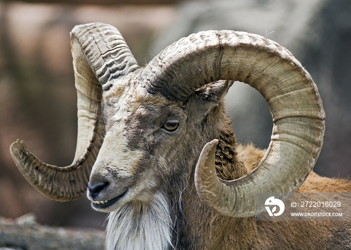 portrait of a mountain goat ram